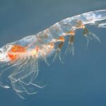 krill meganyctiphanes norvegica