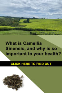 Camellia Sinensis, its Benefits and Antioxidant Properties